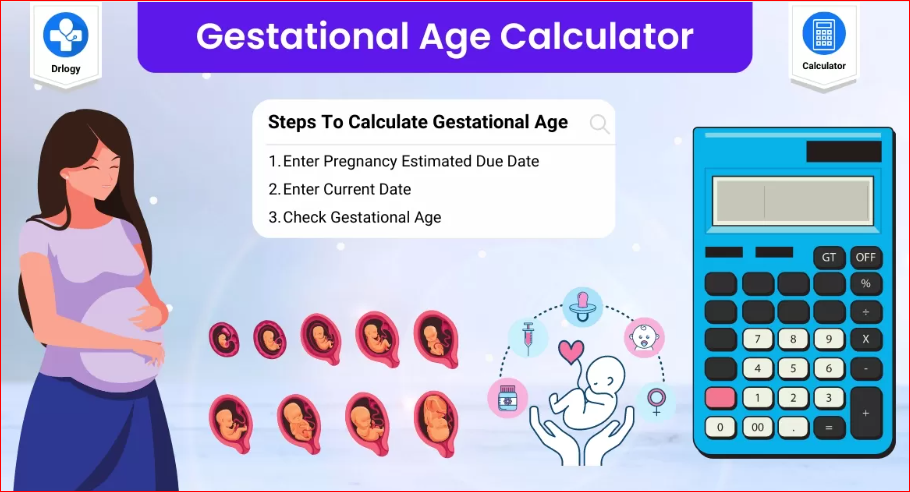 HOW IS PREGNANCY AGE CALCULATOR visual data 6